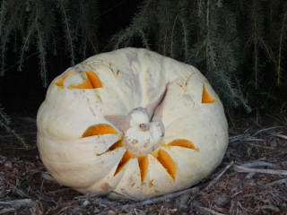 White Snout, Nipomo Pumpkin Patch best carving idea